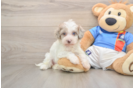 Havapoo Puppy for Adoption