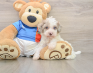 6 week old Havapoo Puppy For Sale - Florida Fur Babies