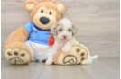 Havapoo Pup Being Cute