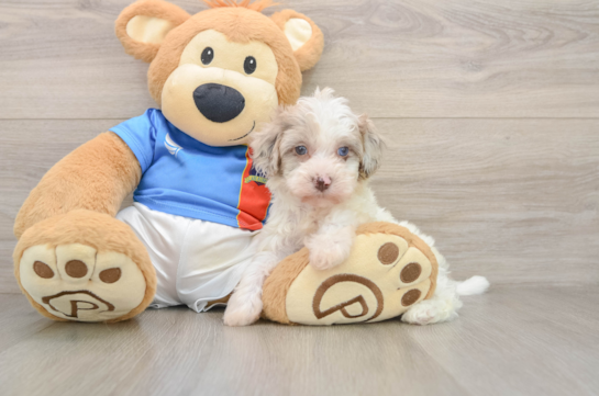 Havapoo Pup Being Cute