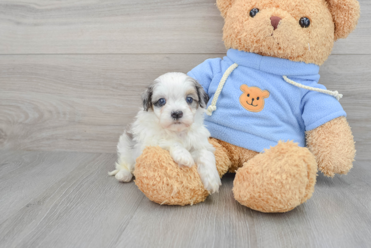 Havapoo Puppy for Adoption