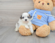 10 week old Havapoo Puppy For Sale - Florida Fur Babies