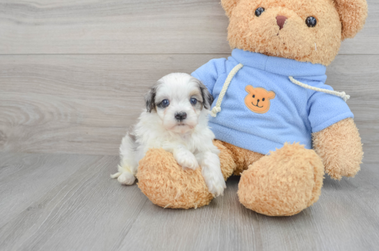 Havapoo Puppy for Adoption