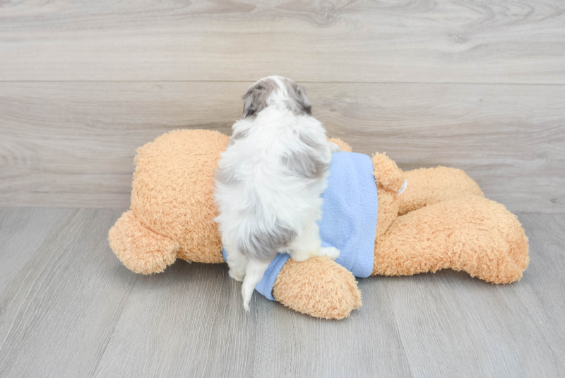Meet Amira - our Havapoo Puppy Photo 2/3 - Florida Fur Babies