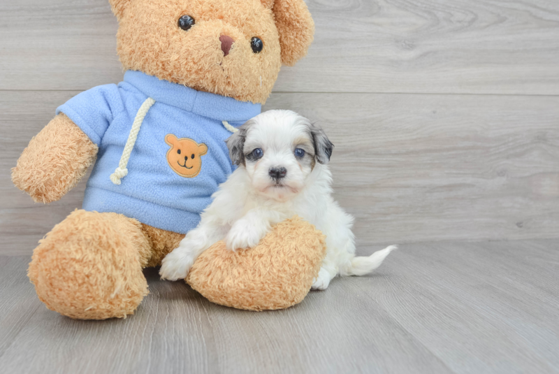 Meet Amira - our Havapoo Puppy Photo 3/3 - Florida Fur Babies