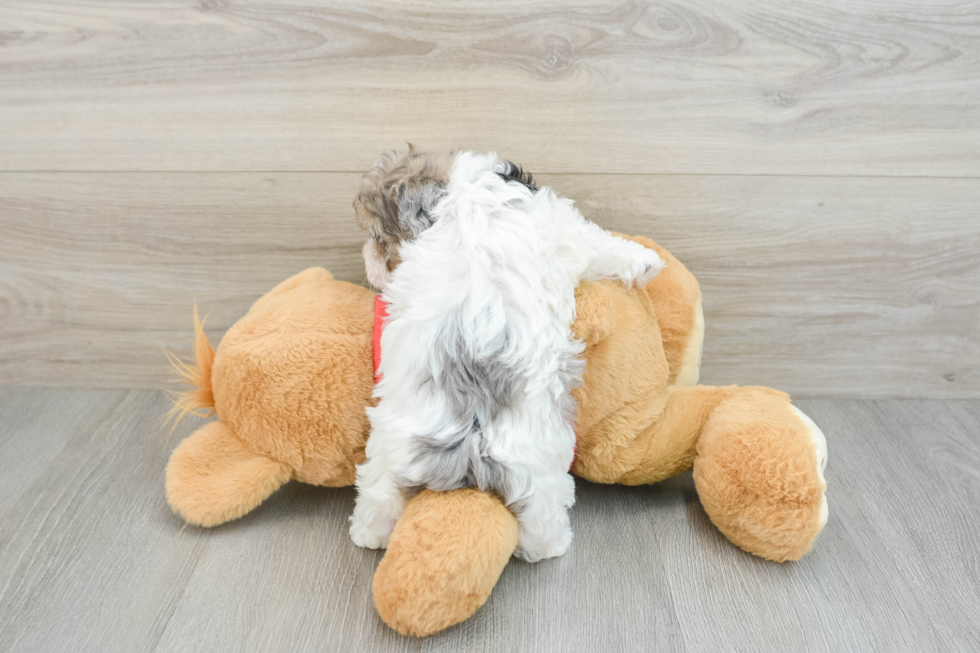 Fluffy Havapoo Poodle Mix Pup