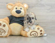 7 week old Havapoo Puppy For Sale - Florida Fur Babies