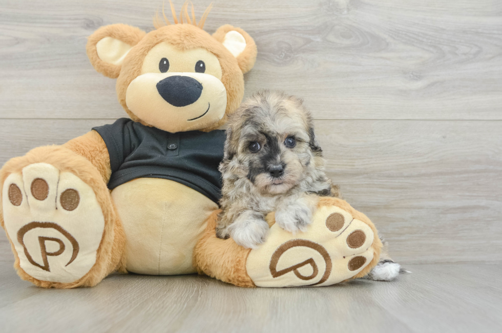 5 week old Havapoo Puppy For Sale - Florida Fur Babies