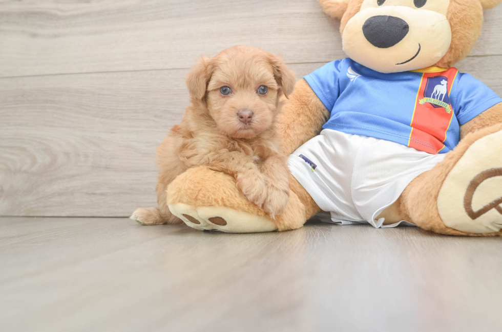5 week old Havapoo Puppy For Sale - Florida Fur Babies