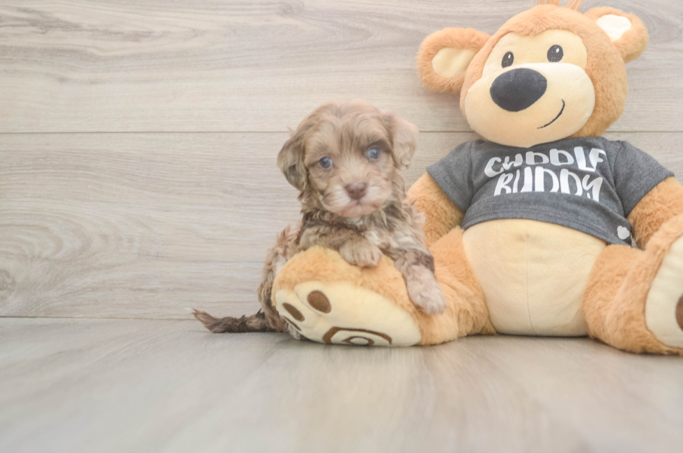 5 week old Havapoo Puppy For Sale - Florida Fur Babies