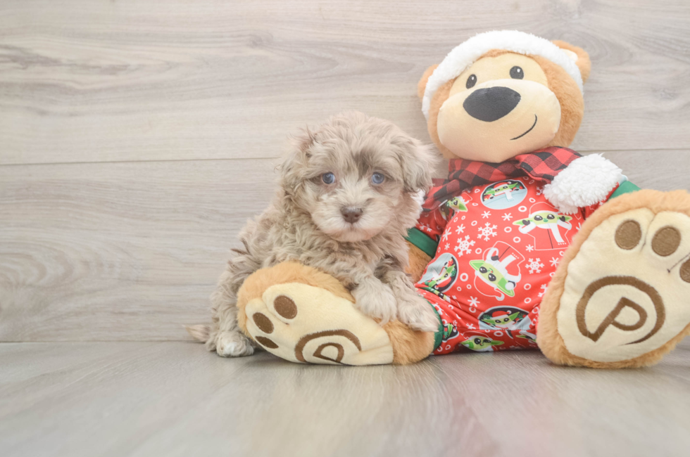 5 week old Havapoo Puppy For Sale - Florida Fur Babies