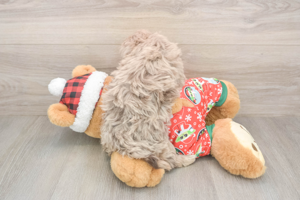 Petite Havapoo Poodle Mix Pup