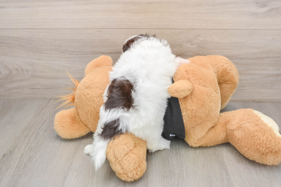 Havapoo Pup Being Cute