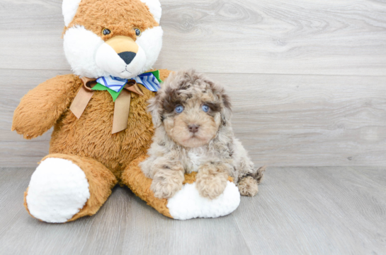 Cute Havapoo Baby