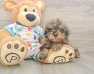 7 week old Havapoo Puppy For Sale - Florida Fur Babies