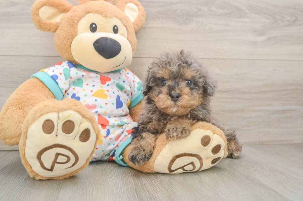 5 week old Havapoo Puppy For Sale - Florida Fur Babies