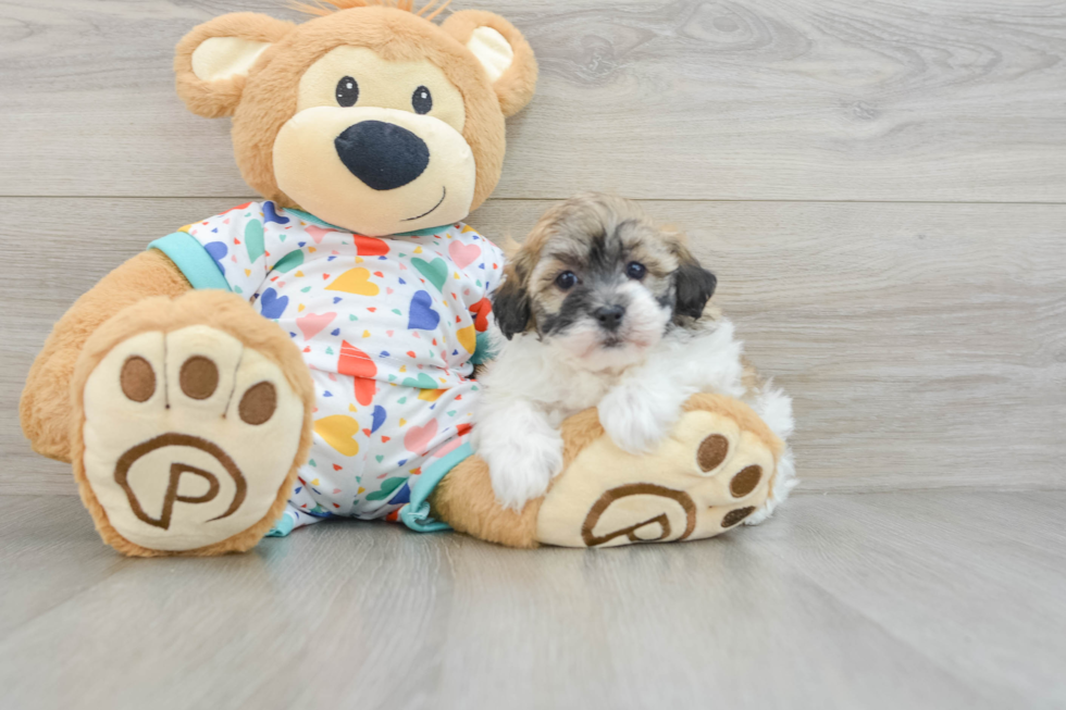 Playful Havadoodle Poodle Mix Puppy