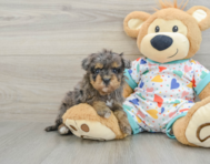 8 week old Havapoo Puppy For Sale - Florida Fur Babies