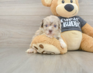 8 week old Havapoo Puppy For Sale - Florida Fur Babies