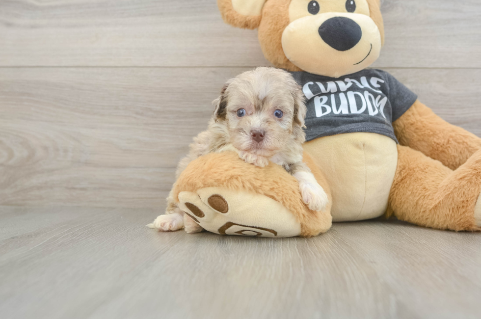 5 week old Havapoo Puppy For Sale - Florida Fur Babies