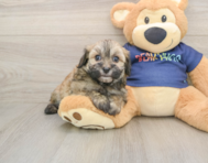 8 week old Havapoo Puppy For Sale - Florida Fur Babies