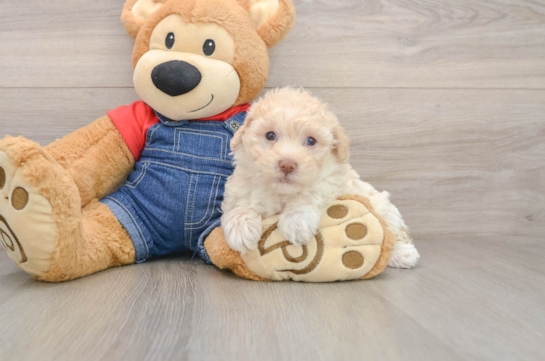 Hypoallergenic Havadoodle Poodle Mix Puppy