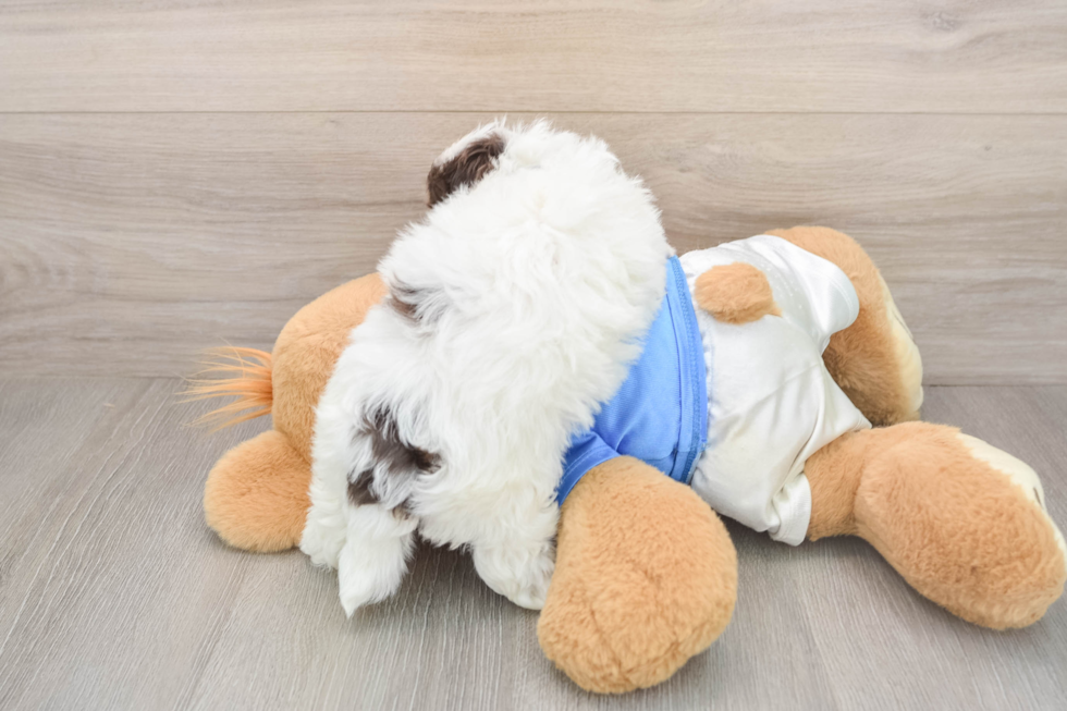 Energetic Havadoodle Poodle Mix Puppy