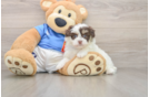 Smart Havapoo Poodle Mix Pup