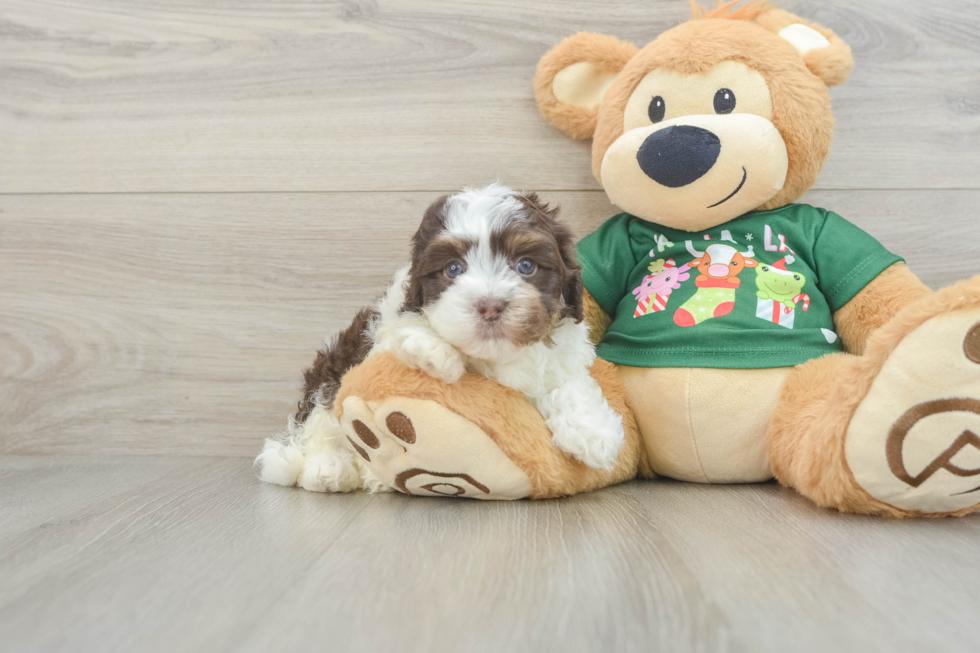 Playful Havadoodle Poodle Mix Puppy