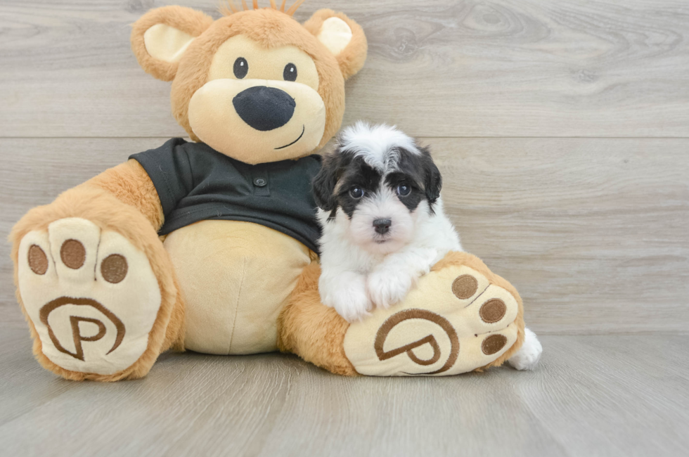 5 week old Havapoo Puppy For Sale - Florida Fur Babies