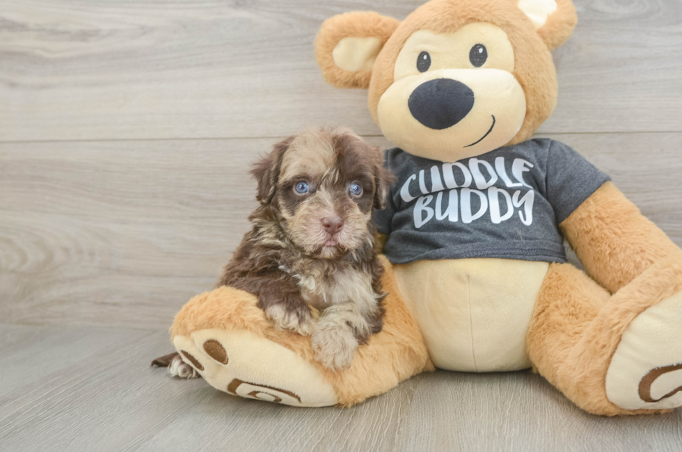 5 week old Havapoo Puppy For Sale - Florida Fur Babies