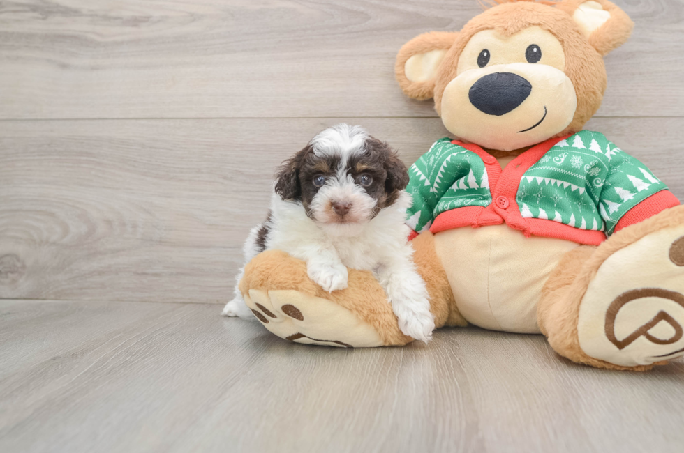 5 week old Havapoo Puppy For Sale - Florida Fur Babies