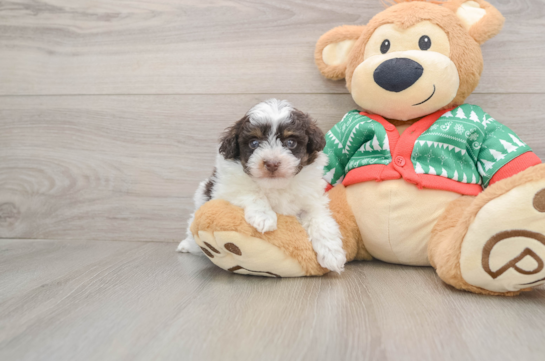 Havapoo Pup Being Cute