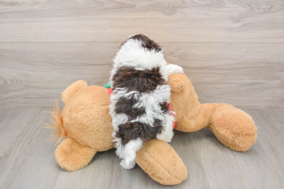 Friendly Havapoo Baby