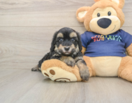 8 week old Havapoo Puppy For Sale - Florida Fur Babies