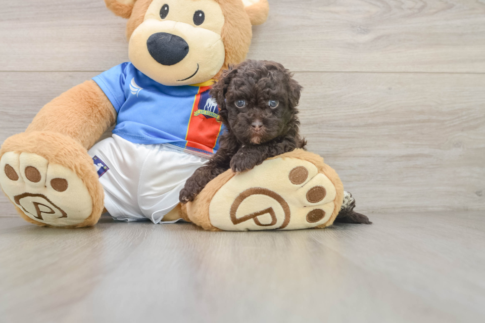 Energetic Havadoodle Poodle Mix Puppy