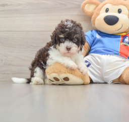 6 week old Havapoo Puppy For Sale - Florida Fur Babies