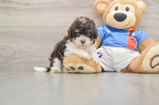 Funny Havapoo Poodle Mix Pup