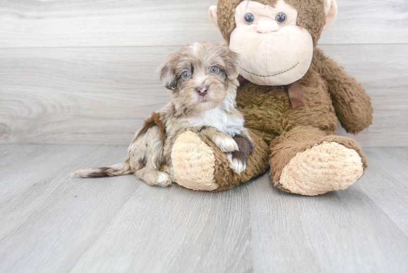 Meet Bean - our Havapoo Puppy Photo 1/3 - Florida Fur Babies