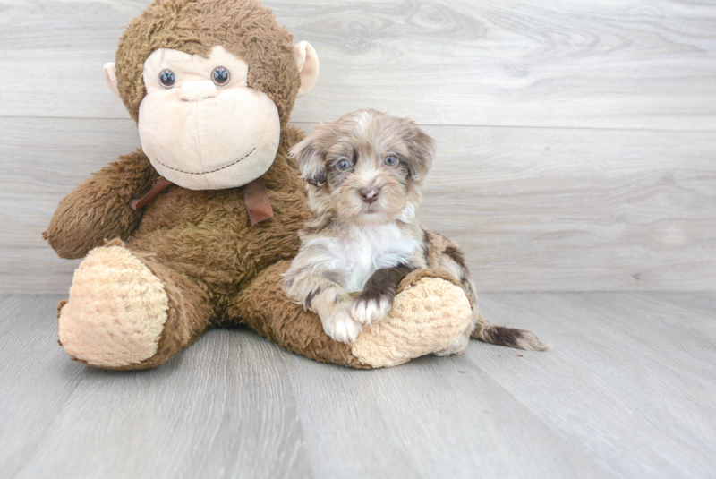 Meet Bean - our Havapoo Puppy Photo 2/3 - Florida Fur Babies