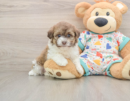 5 week old Havapoo Puppy For Sale - Florida Fur Babies