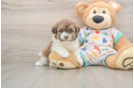 Havapoo Pup Being Cute