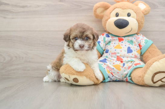 Havapoo Pup Being Cute