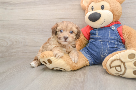 Cute Havapoo Baby