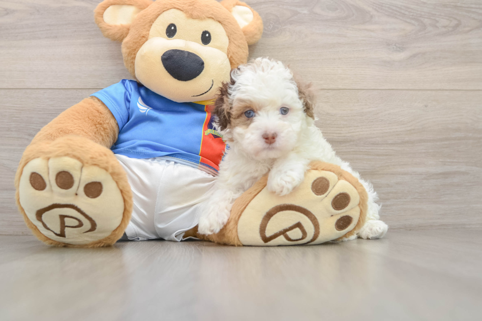 Havapoo Puppy for Adoption