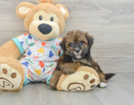 8 week old Havapoo Puppy For Sale - Florida Fur Babies