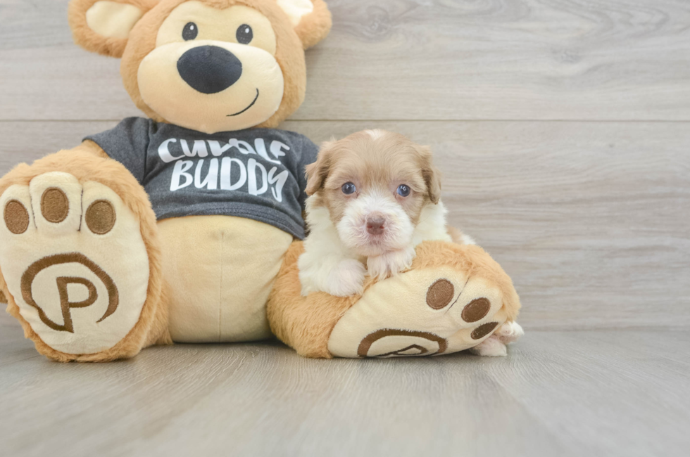 5 week old Havapoo Puppy For Sale - Florida Fur Babies
