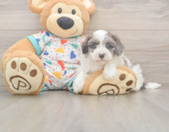 7 week old Havapoo Puppy For Sale - Florida Fur Babies