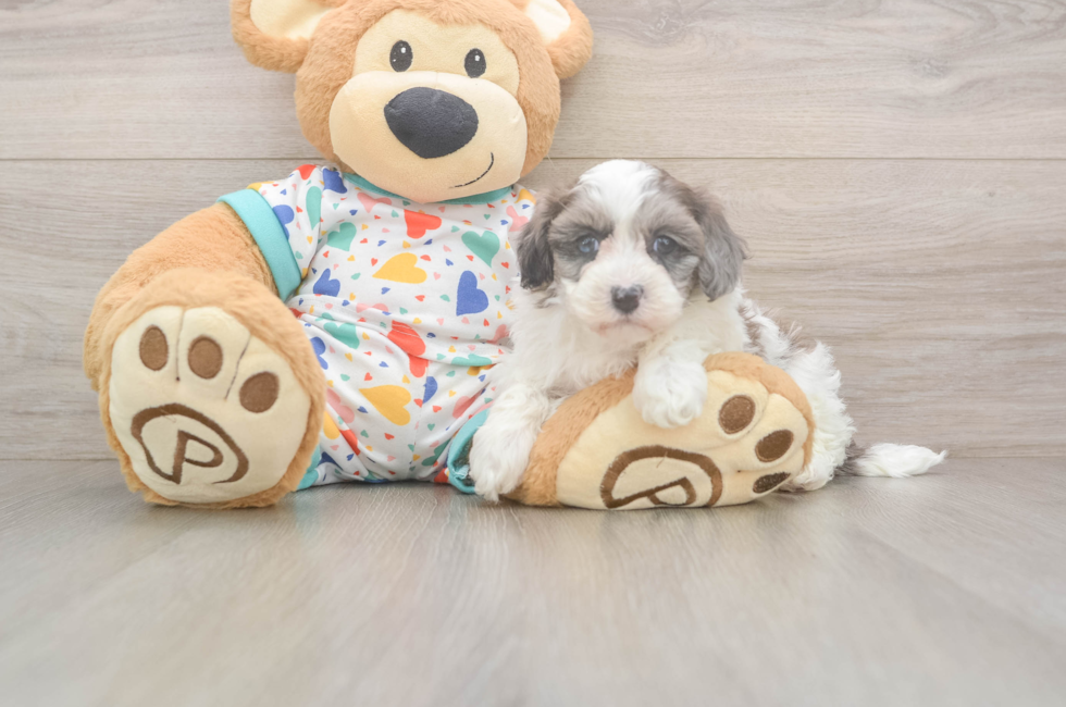 5 week old Havapoo Puppy For Sale - Florida Fur Babies
