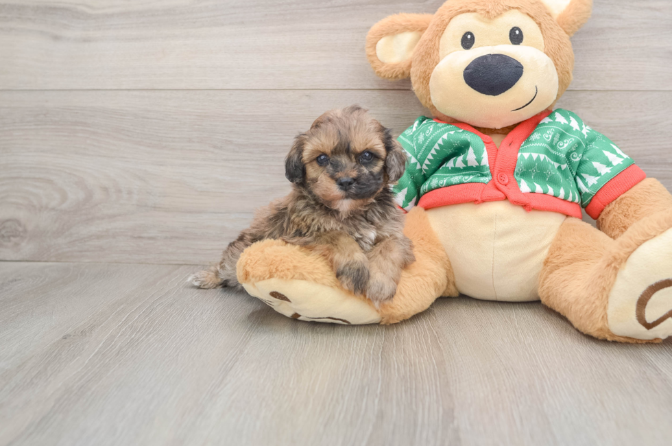 5 week old Havapoo Puppy For Sale - Florida Fur Babies